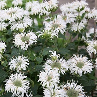 Монарда Би Брайт (Bee Bright)