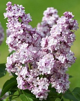 Сирень обыкновенная Генерал Першинг (Syringa vulgaris General Pershing)