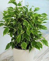 Фикус бенджамина Нина (Ficus benjamina Nina)