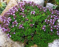 Тимьян ползучий (Thymus serpillum)