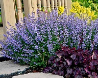Котовник Фассена (Nepeta faassenii)