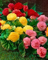 Бегония Элатиор микс