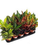 Кодиеум (кротон) лиственный Микс (Codiaeum / Croton)