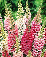 Наперстянка Эксельсиор (Digitalis purpurea Excelsior) Наперстянка Эксельсиор (Digitalis purpurea Excelsior)