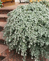 Гелихризум (цмин) черешковый Сильвер (Helichrysum petiolatum Silver)