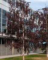 Береза повислая Пурпуреа (Betula pendula Purpurea)