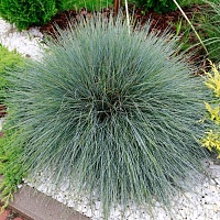 Овсяница сизая (Festuca glauca)