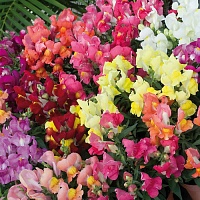 Львиный зев махровый Твинни Микс (Antirrhinum majus Twinny Mix)