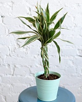 Драцена сандериана Виктори