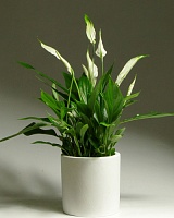 Спатифиллум в ассортименте (Spathiphyllum)
