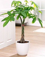 Пахира Акватика "косичка" (Pachira aquatica)