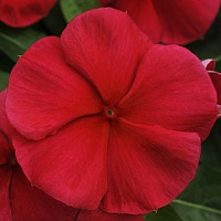 Катарантус Пацифика Дарк Ред (Catharanthus pacifica Dark Red)
