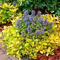 Живучка ползучая Физеред Френдс Кордиал Канари