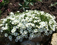 Аренария горная (Arenaria montana) Аренария горная (Arenaria montana)