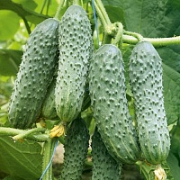 Огурец Брейк