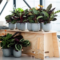 Калатея пиктурата (Calathea Picturata)