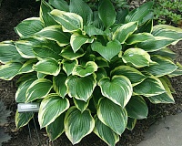 Хоста гибридная Дон Стивенс (Hosta hybrida Don Stevens)