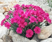 Гвоздика перистая Криспа (Dianthus plumarius Crispa)