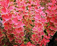Барбарис тунберга Оранж Санрайз (Berberis thunbergii Orange Sunrise)