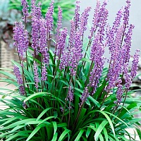 Лириопе мускари Ингверсен (Liriope muscari Ingwersen)