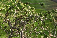 Лещина обыкновенная Конторта на штамбе (Corylus avellana Contorta)