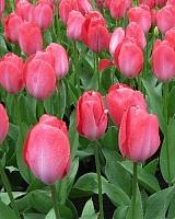 Тюльпан (дарвинов гибрид) Van Eijk