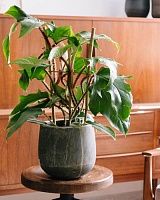 Филодендрон Скуамиферум (Philodendron Squamiferum)
