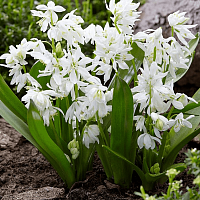 Пролеска сибирская Альба (Scilla siberica Alba) Пролеска сибирская Альба (Scilla siberica Alba)