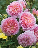 роза Анна Болейн (Anne Boleyn)