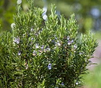 Розмарин лекарственный Арома Бьюти