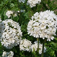 Лихнис халцедонский Раурайф