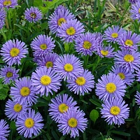 Астра альпийская голубая Супербус