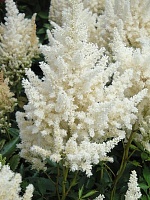 Астильба Арендса Хэппи Дей