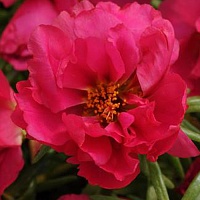 Портулак крупноцветковый Стопвотч Фуксия (Portulaca grandiflora Stopwatch Fuchsia)