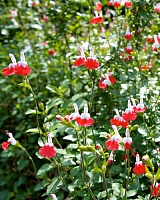Шалфей мелколистный Хот Липс (Salvia mycrophylla Hot Lips)