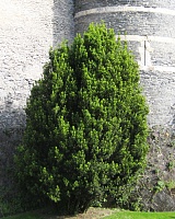 Тис средний Хилли (Taxus x media 'Hillii')