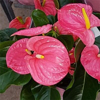 Антуриум андре Майн