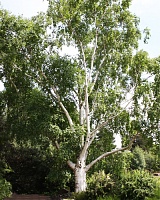 Береза полезная Дооренбос (Betula utilis Doorenbos)