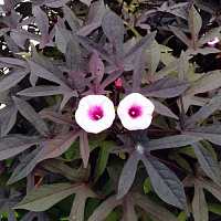 Ипомея батат Illusion Midnight Lace (Ipomoea batatas)