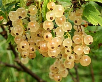 Смородина белая Голландская