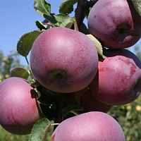 Яблоня Вильямс прайд Яблоня Вильямс прайд