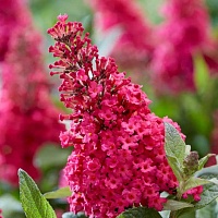 Буддлея давида Баттерфляй Кэнди Литтл Руби