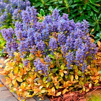 Живучка ползучая Физеред Френдс Фанси Финч