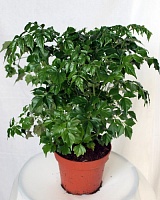 Радермахера китайская (Radermachera sinica)