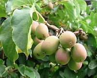 Актинидия аргута Иссей (Actinidia arguta Issai) Актинидия аргута Иссей (Actinidia arguta Issai)