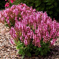 Шалфей дубравный Роуз Куин (Rose Queen)