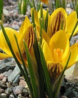 Крокус botanical Dorothy