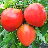 Томат Бычье сердце розовый
