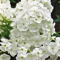 Флокс метельчатый Айс Кап (Phlox paniculata Ice Cap)