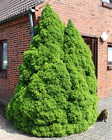 Ель канадская Коника (Picea glauca Conica)